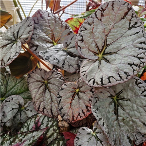 Begonia 'Silver Lace'